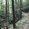 Looking westbound on trail near confluence with Laurel Fork.