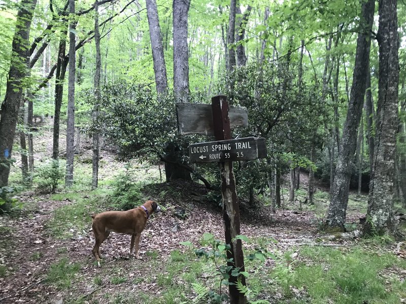 Intersection of Locust Spring and Laurel Fork Trails.