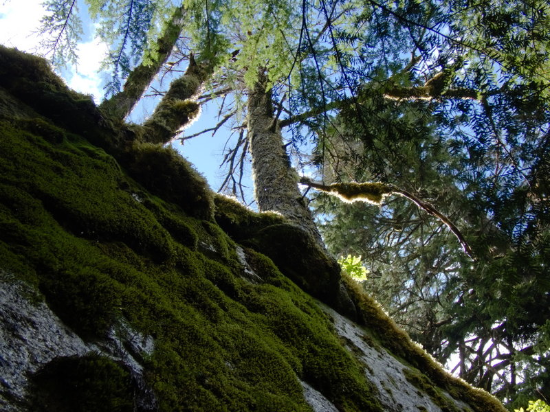 Just before entering the meadow on Marten Lake Trail.