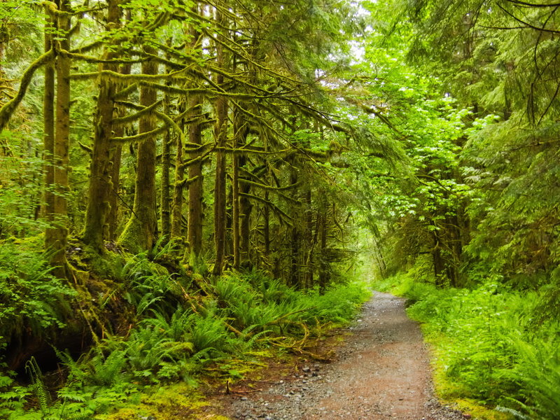 Old growth moss along the Snoqualmie Lake Trail.