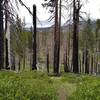 A burn area of the 2012 Reading Fire, with Horse Corral Trail traveling through. Lassen Peak can be seen in the distance through the burnt trunks.