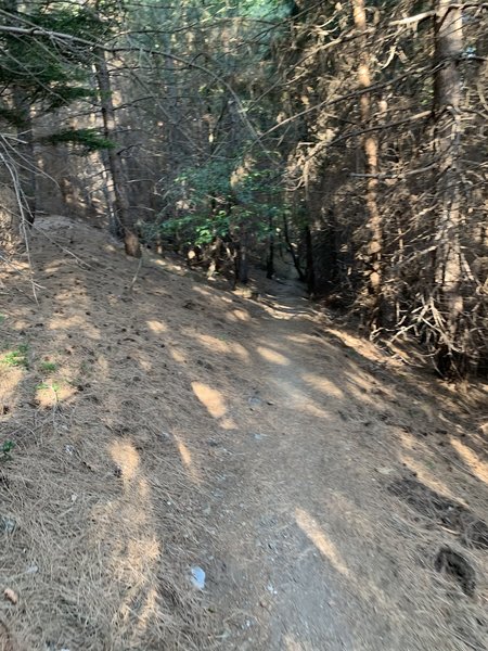 On the way to the Mont Aigoual - in the forest.