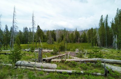 Badger Flat is the lush meadow seen past the logs along Nobles Emigrant Trail (East) at its junction with Cluster Lakes Trail.