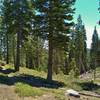 A seasonal stream (on the right) that flows down into Snag Lake, is followed upstream through the pines by Rainbow Lake Trail to the bench where Rainbow Lake is found.