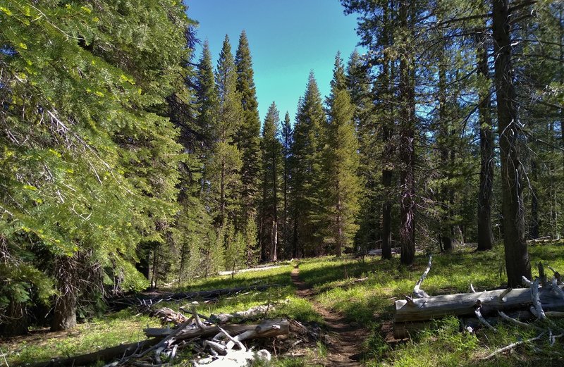 Butte Lake to Snag Lake Trail (East) runs through beautiful pine forest on a sunny June day.