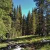 Butte Lake to Snag Lake Trail (East) runs through beautiful pine forest on a sunny June day.