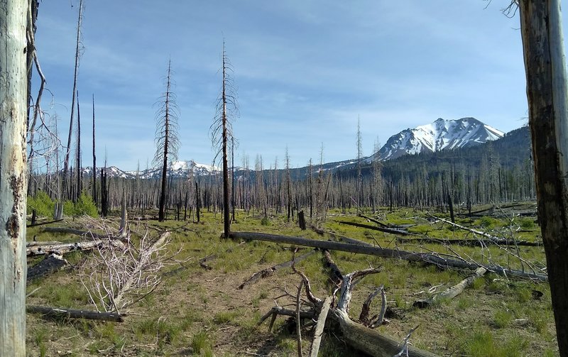 A good bit of Nobles Emigrant Trail (East) goes through the 2012 Reading Wildfire burn area. BUT that means views aren't blocked by the trees. Here are Reading Peak (left) and Lassen Peak (right).