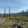 A good bit of Nobles Emigrant Trail (East) goes through the 2012 Reading Wildfire burn area. BUT that means views aren't blocked by the trees. Here are Reading Peak (left) and Lassen Peak (right).