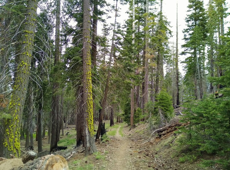 Beautiful, healthy, old pine forest along Nobles Emigrant Trail (East).