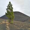 Approaching Cinder Cone from the south on Nobles Emigrant Trail (East), a hardy fir tree grows in the volcanic sand and ash. At the base of Cinder Cone on the right are some Painted Dunes.