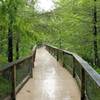 A small portion of the trail is boardwalk.