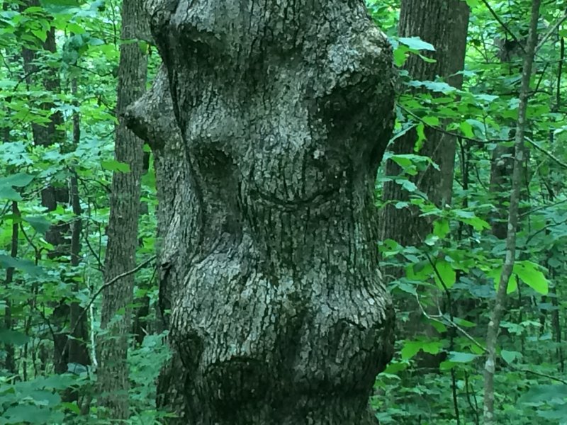 Licklog Mountain sentry tree.