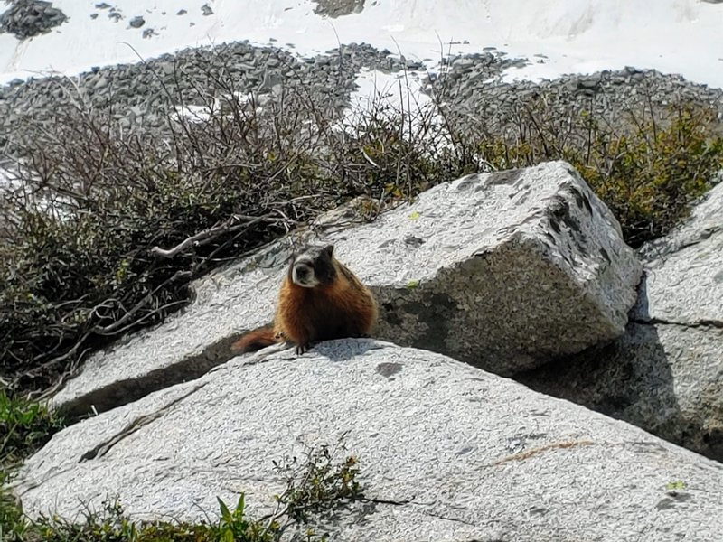 Marmot watching us eat lunch.