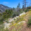 Plenty of wildflowers line the ascent to Deer Cove Saddle