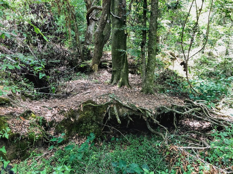 A depression with a small island of trees in the middle