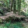 A depression with a small island of trees in the middle