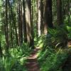 Lush undergrowth and tall trees along the Gwynn Creek Trail