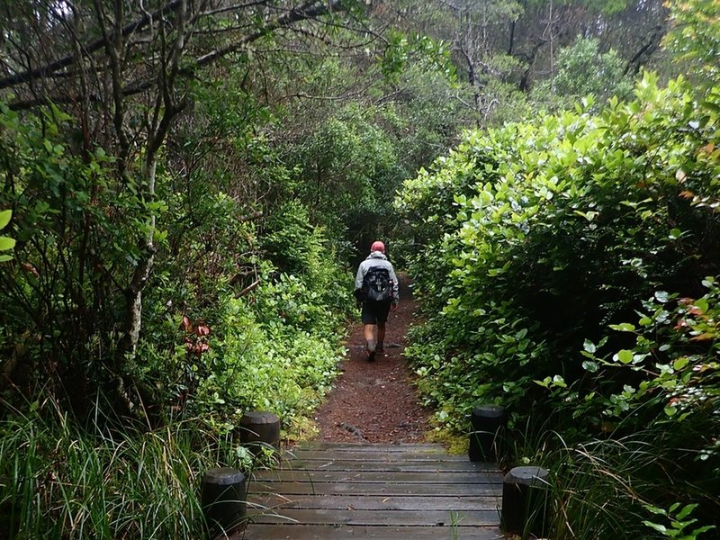 Through the coastal forest