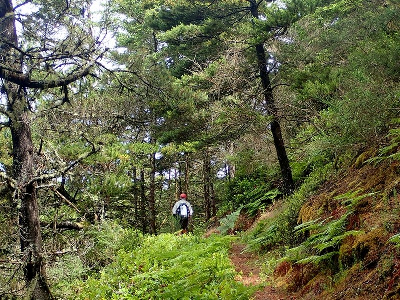 Passing through one of the tree islands along the trail