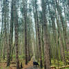 Imperious hemlocks of the Interlocken Trail, and an inquisitive dog.