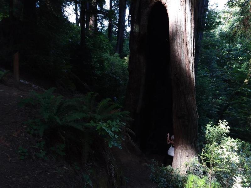 Redwood Nature Trail