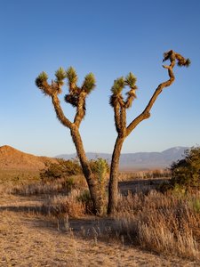 Snow capped mountains behind a Joshua tree at dusk.