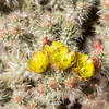 Cholla cactus in bloom