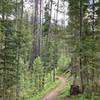 Start of the trail. Mostly like this until about a mile in. Gets a bit rough with fallen trees and some small washouts. Parts where you get into some well canopied spaces. Really cool trail with a great overlook. Shame the trail to the lake is washed out.