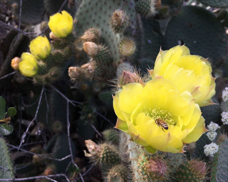 Prickly Pear - Opuntia