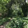 Beautiful, lush Rivas Canyon. Go slow and savor this part of the trail.