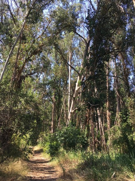 A grove of tall eucalyptus in the canyon