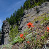 Flowers among interesting rock formations