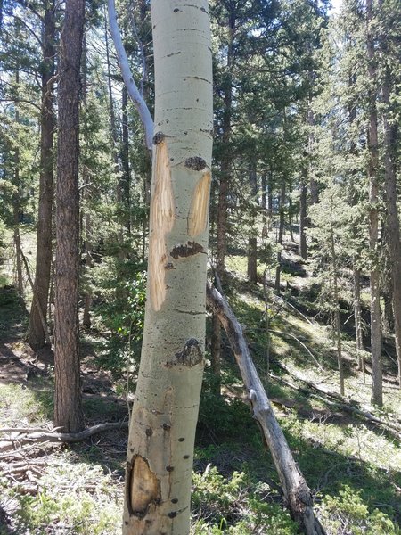 Fresh bear markings on the aspens.