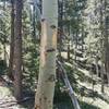 Fresh bear markings on the aspens.