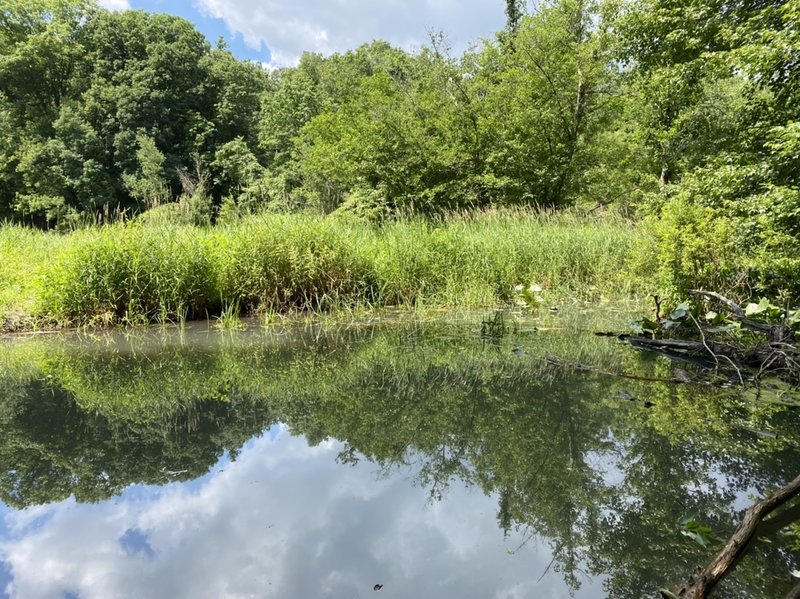 Boggy pond with lots of damsel flies.