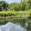 Boggy pond with lots of damsel flies.