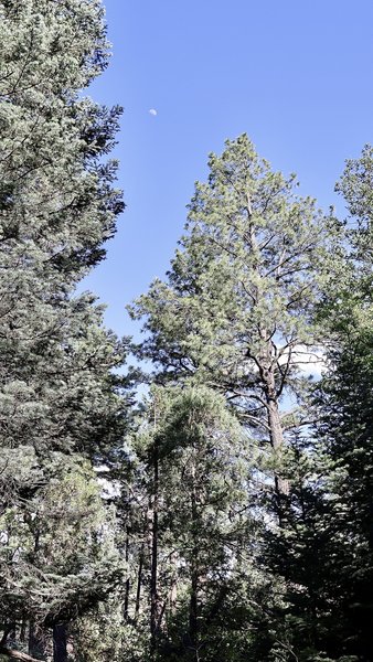 Just a cool shot of the moon between the tall trees.