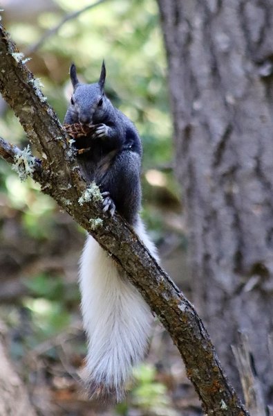 An Abert's squirrel.