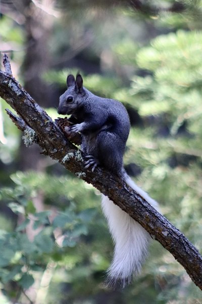 An Abert's squirrel munching on a pine cone.