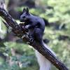 An Abert's squirrel munching on a pine cone.