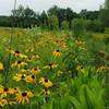 Wildflower prairie.