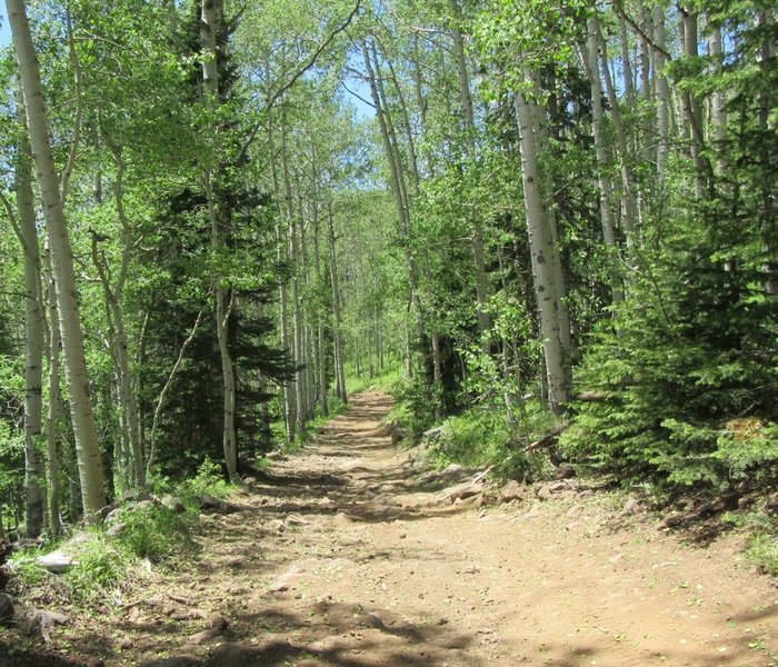 An inviting section of aspen.