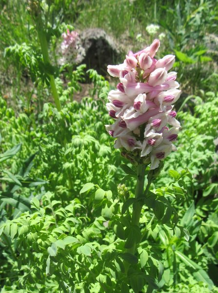 Corydalis