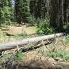 This tree came down during the 3 hours we were away from this spot. It was easy for us to get around it on foot.