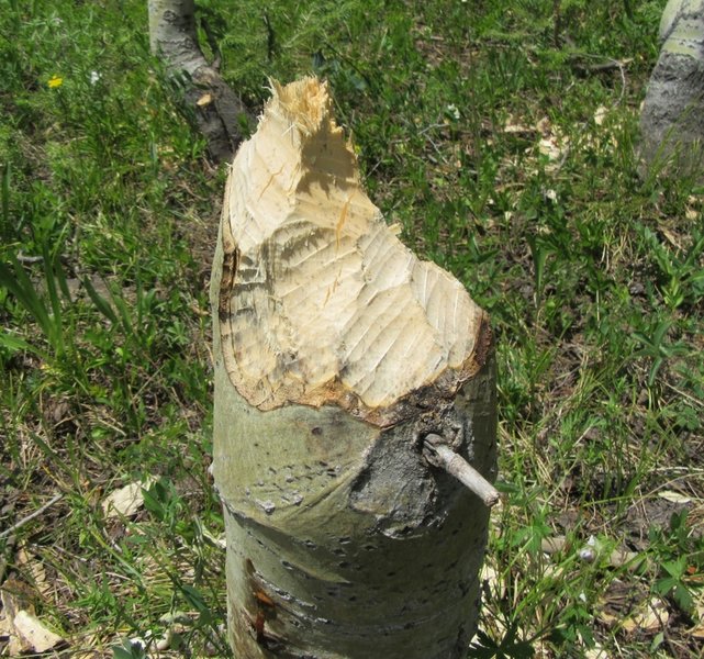 The beaver clan worked hard to down this tree.