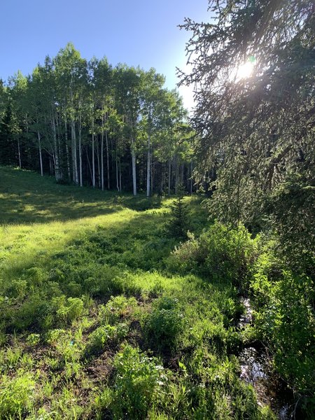 Little Water Trail on your way up to the ridgeline above Millcreek Canyon.