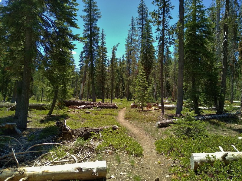 Beautiful, sunlit fir forest with low growing bright green manzanita ground cover along the PCT in Lassen Volcanic National Park.