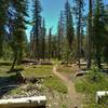 Beautiful, sunlit fir forest with low growing bright green manzanita ground cover along the PCT in Lassen Volcanic National Park.