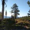 Glimpses of the distant mountains, looking east through the fir forest high on Kings Creek Trail early in the morning.