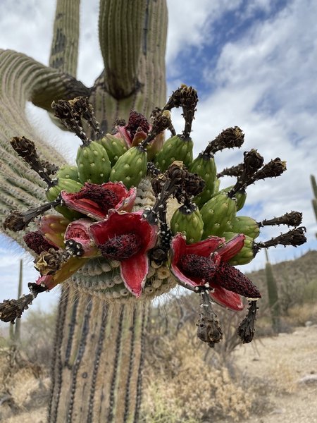 Blooming Saguaro